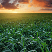 Conference for Agricultural Worker Health