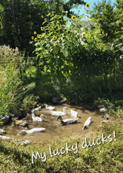 OSIS_Blog_lucky_ducks