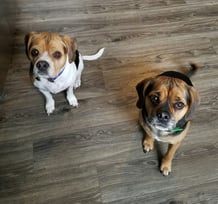 day in the life - valeries dogs